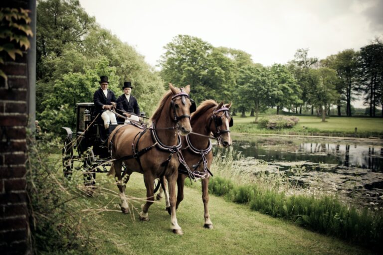 Enchanting Escapade: Central Park Horse Carriage Rides Unveiled