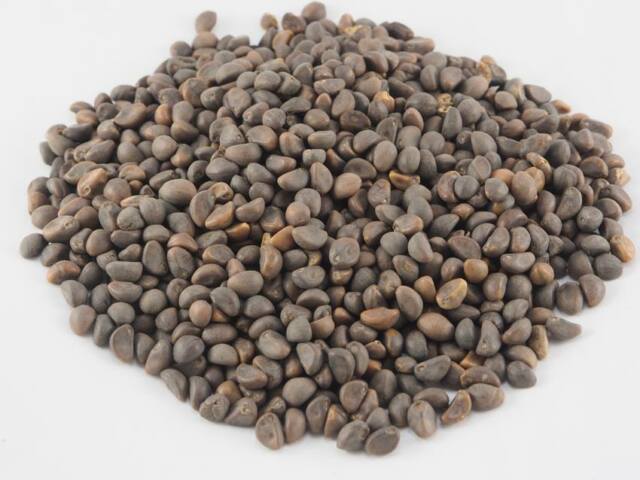 Top morning glory seeds