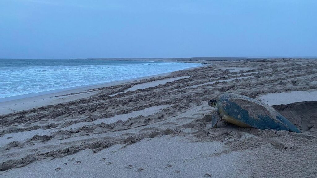 Tour Operator in Oman