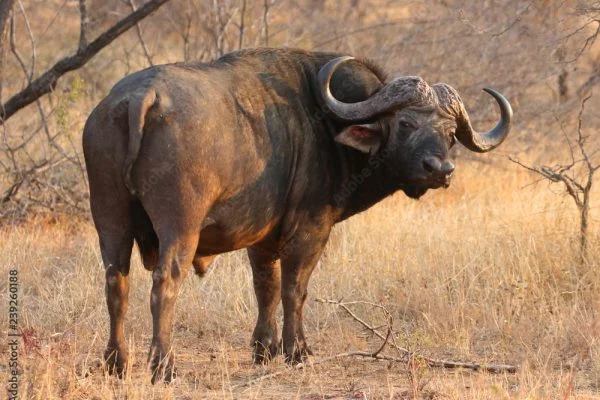 African Safari Tours