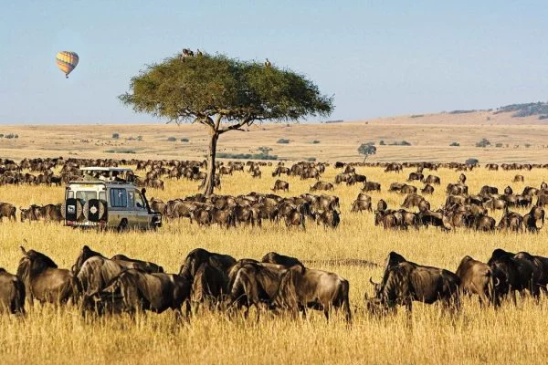 Experience Untouched African Wilderness Through Memorable Safari Holiday Adventures